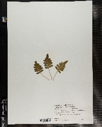 Polypodium vulgare var. occidentale image