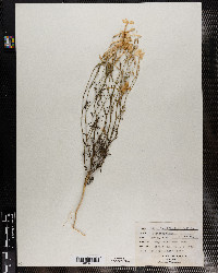 Ipomopsis longiflora ssp. longiflora image
