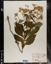 Oclemena acuminata image