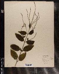 Verbena urticifolia image