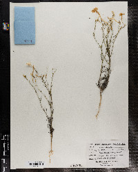 Ipomopsis longiflora ssp. longiflora image