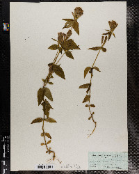 Gentianella quinquefolia ssp. quinquefolia image