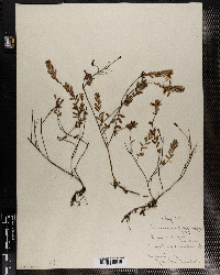 Vaccinium macrocarpon image