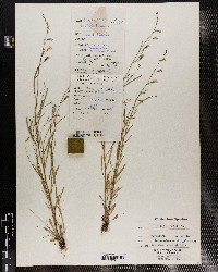 Lobelia kalmii image