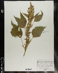 Cyclachaena xanthifolia image