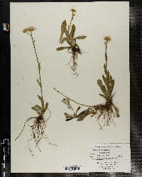 Erigeron pulchellus image