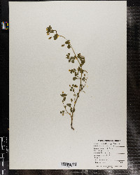 Medicago lupulina image