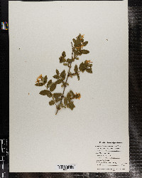 Lonicera xylosteum image