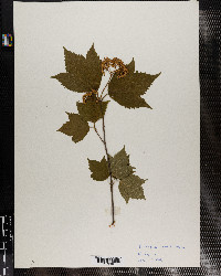 Viburnum accerifolium image