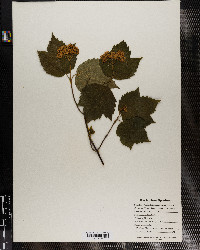 Viburnum accerifolium image