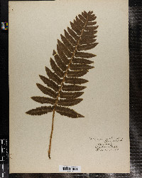 Polystichum acrostichoides var. incisum image
