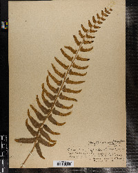 Polystichum acrostichoides var. incisum image