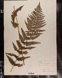 Dryopteris boottii image