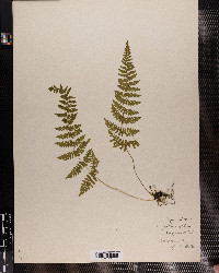 Cystopteris bulbifera image