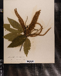 Castanea dentata image