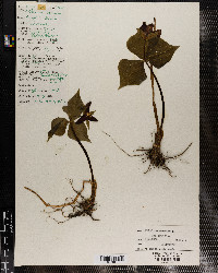 Trillium erectum image