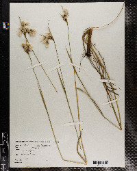 Eriophorum viridi-carinatum image