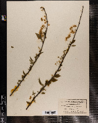 Prunus pensylvanica image