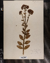 Hylotelephium telephium ssp. telephium image