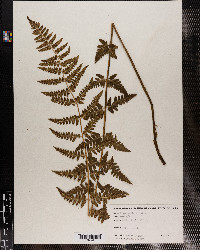 Dryopteris cristata image