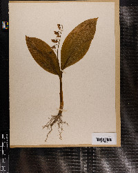 Convallaria majalis image