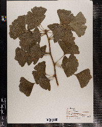 Ginkgo biloba image