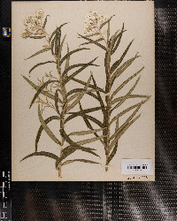 Antennaria margaritacea image