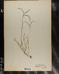 Digitaria ischaemum image