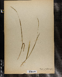 Image of Paspalum muhlenbergii