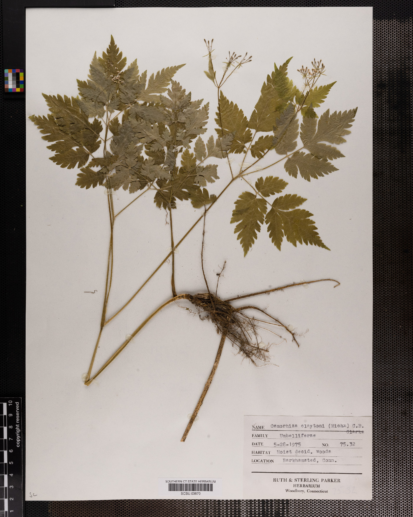 Osmorhiza image