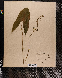 Sagittaria variabilis image