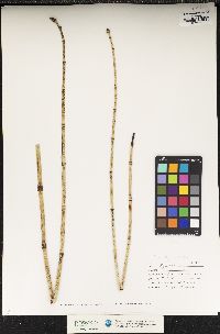 Equisetum hyemale image