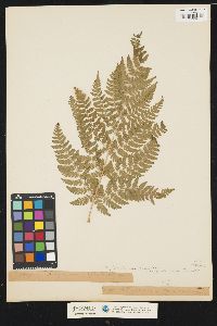 Athyrium filix-femina var. cyclosorum image