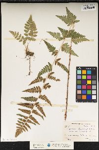 Dryopteris cristata image