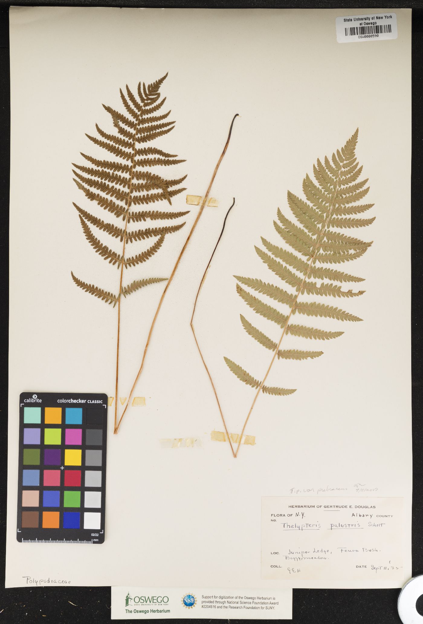 Thelypteris palustris var. pubescens image