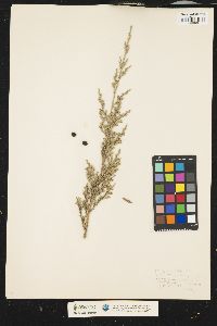 Juniperus virginiana var. virginiana image