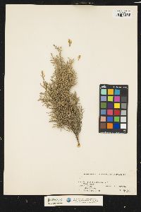 Juniperus virginiana var. virginiana image