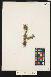 Larix decidua image