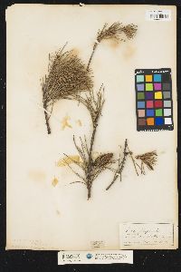 Image of Pinus clausa