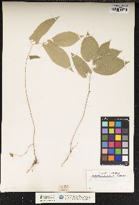 Aristolochia serpentaria image