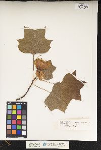 Liriodendron tulipifera image