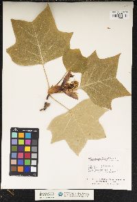 Liriodendron tulipifera image