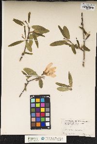 Magnolia stellata image