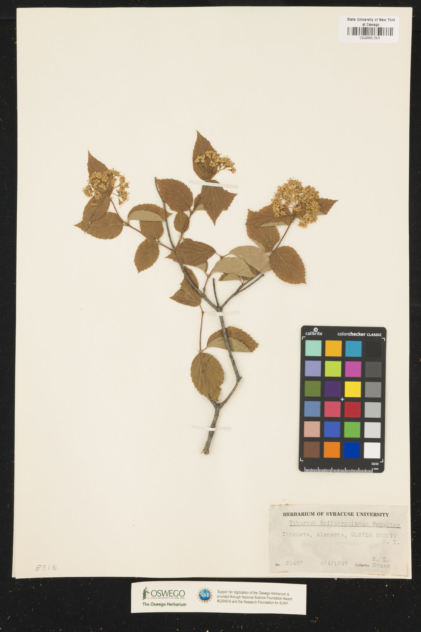 Viburnum rafinesquianum image