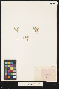 Image of Mesembryanthemum nodiflorum