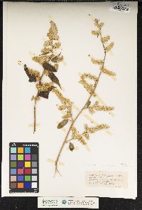 Image of Chamissoa altissima
