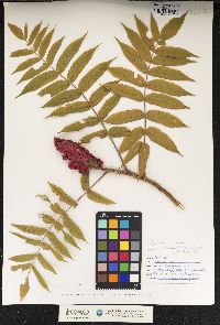 Rhus typhina image