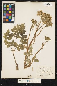 Image of Angelica sylvestris
