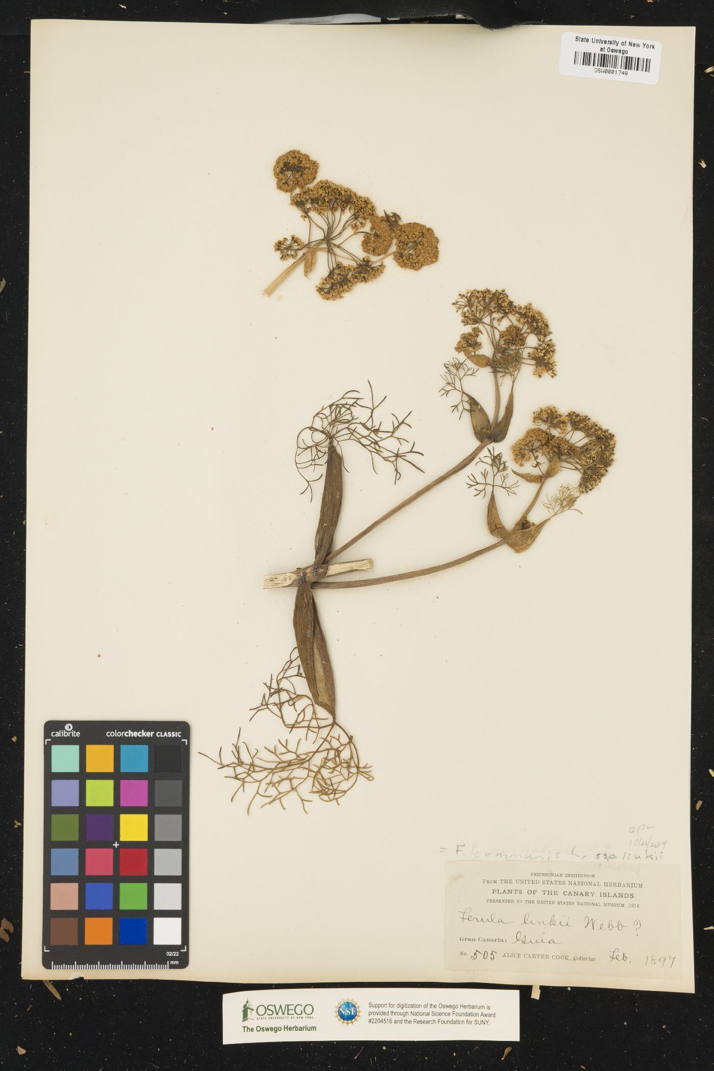 Ferula communis subsp. linkii image