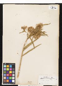 Image of Asclepias longifolia